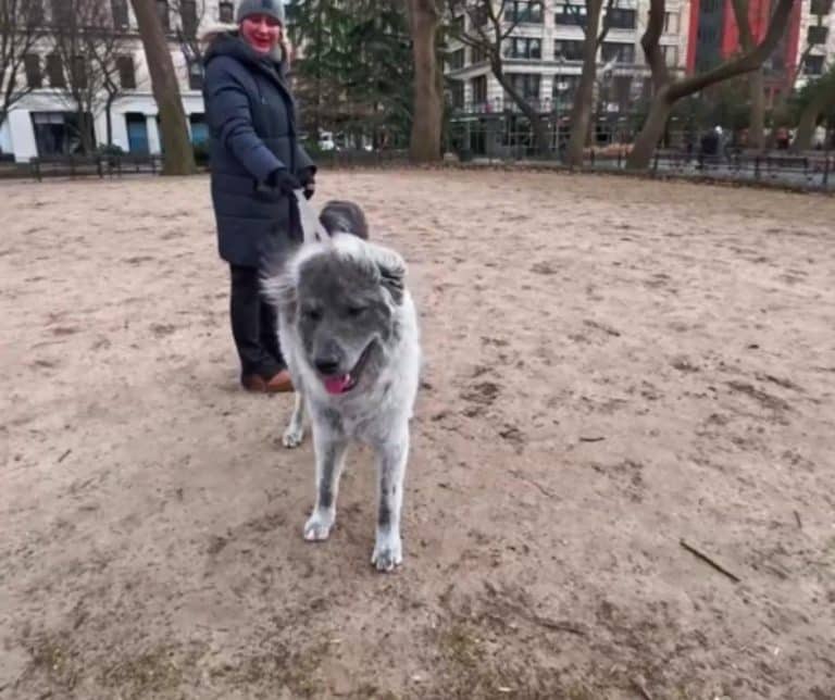 Louie sitting calmly in the park