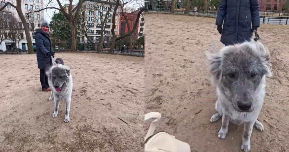 Colorado Mountain Dog Is So Big and Gray He Looks Like a Walking Cloudbank