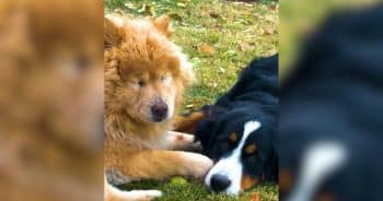 Blind dog Meisha with loyal companion