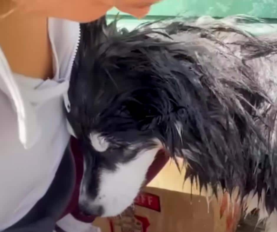 Rescued husky recovering