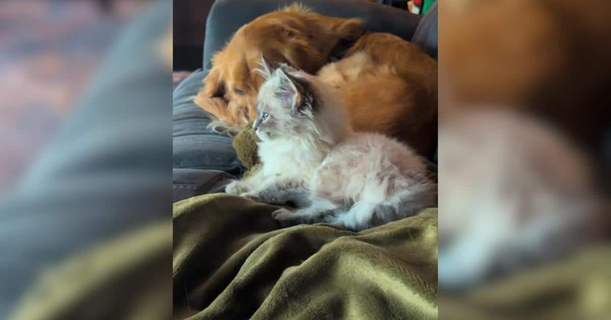 This Kitten Is On a Mission to Charm the Most Dramatic of Dogs