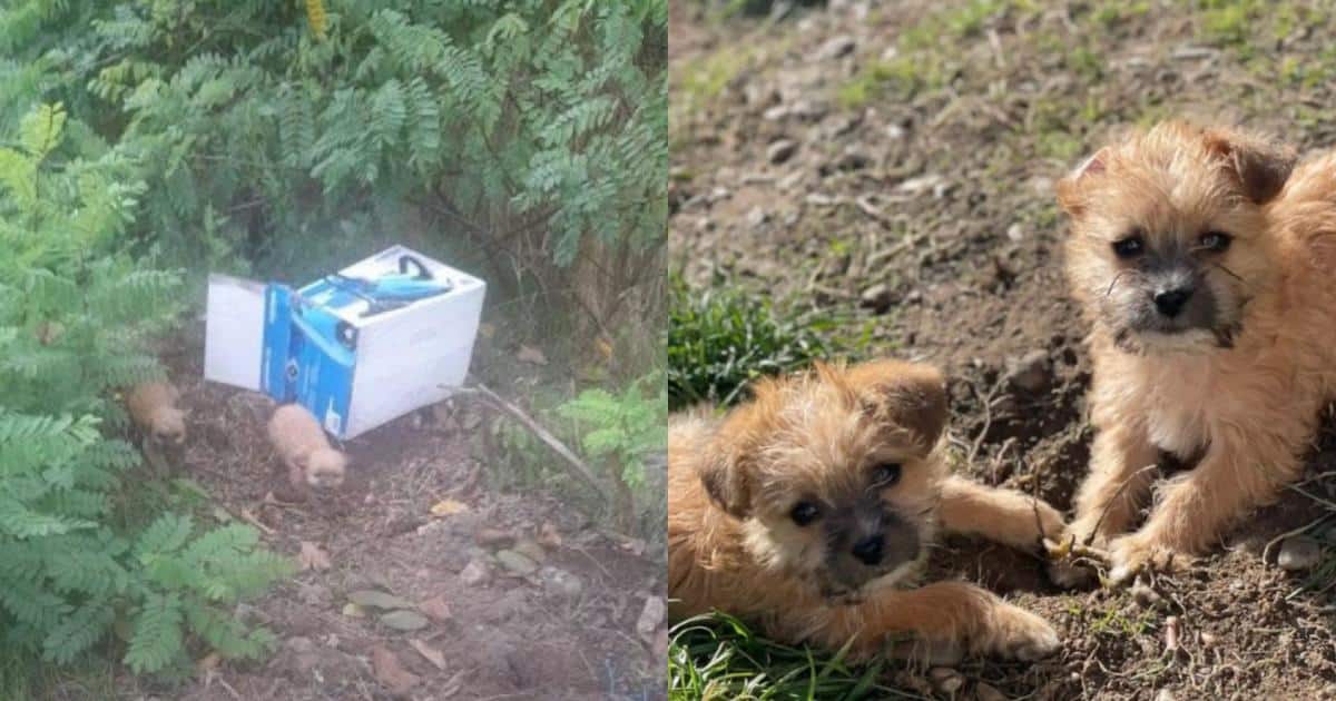 She Heard Whimpering In The Rain And Saved Two Tiny Puppies