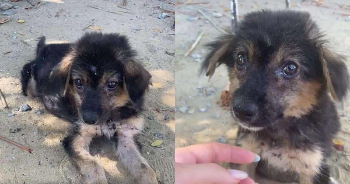 She Trusted Her Heart and Rescued a Puppy in Dire Need Right on Time