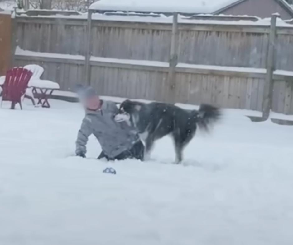 Husky and child playing