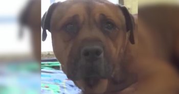 Sad dog in shelter