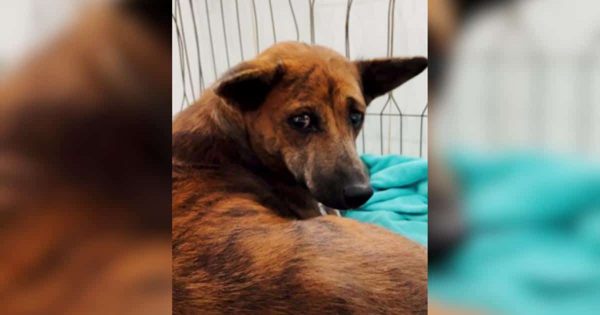 She Fostered a Dog In Need While On Vacation and Five Months Later They Reunite