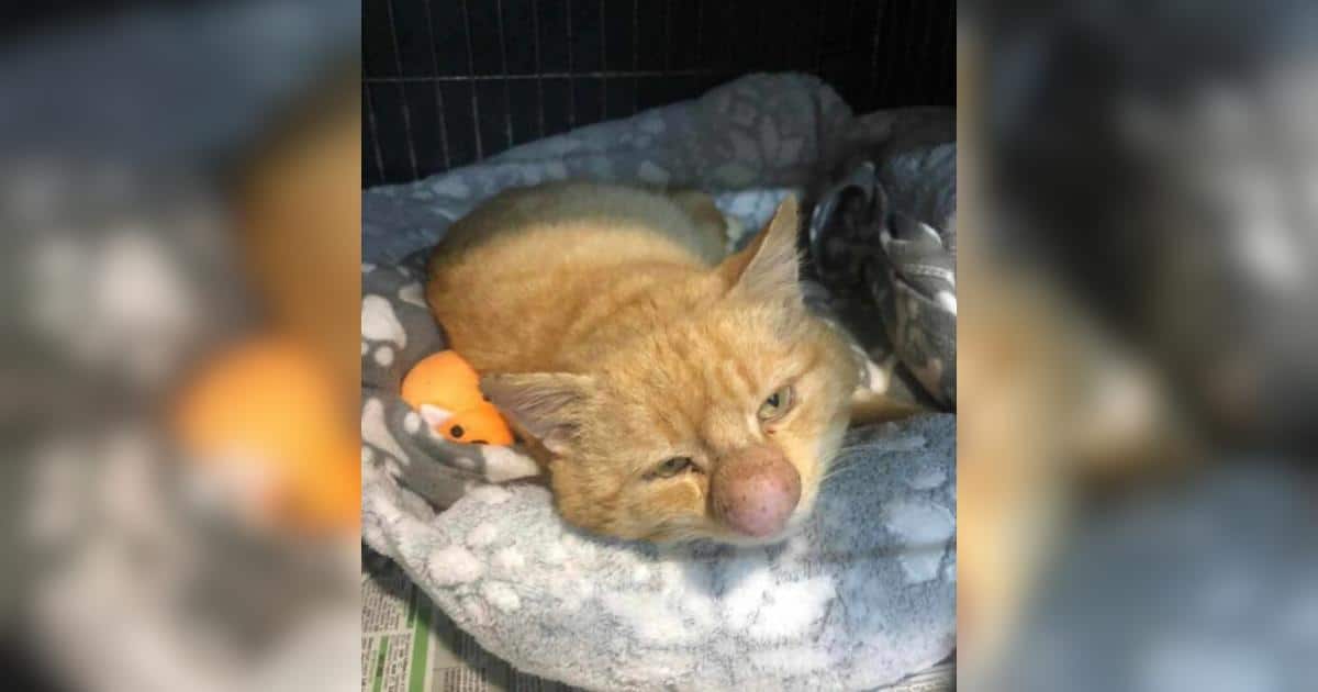 Ginger Cat Found Wandering Alone With An Unusual and Concerning Nose Growth
