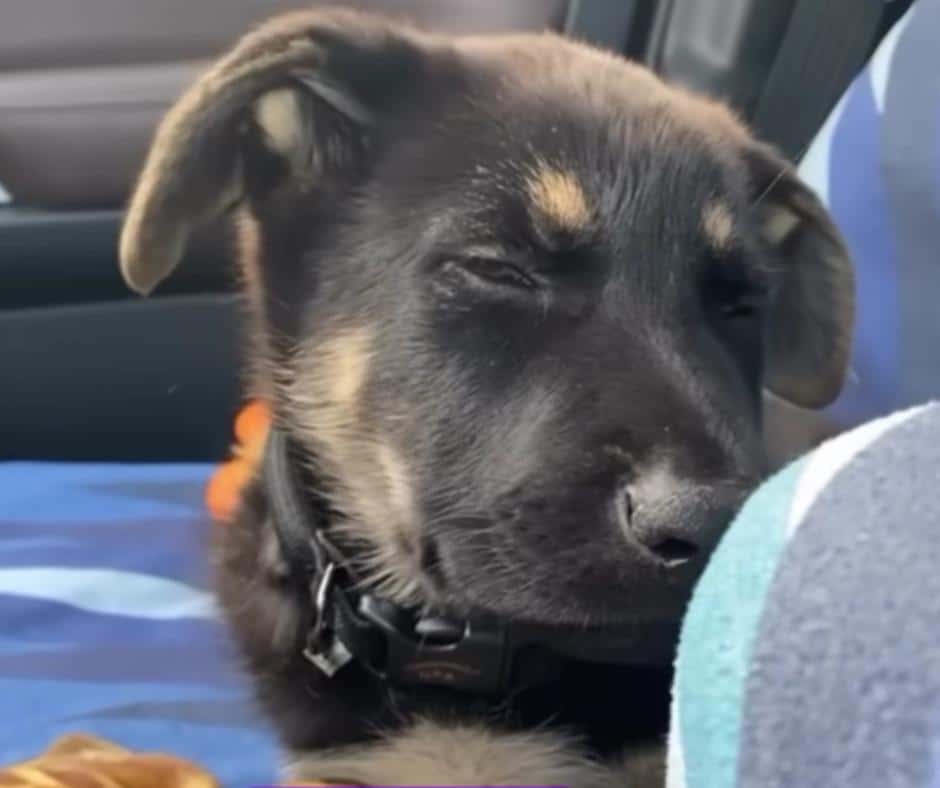 Biggie the Puppy
