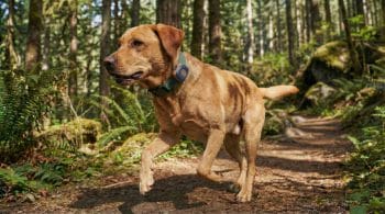 Labrador Retriever forest Life360 Pet GPS