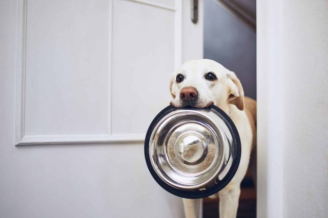 a yellow lab carrying an empty bowl ready to eat