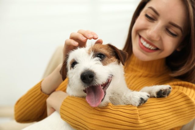 Young,Woman,With,Her,Cute,Jack,Russell,Terrier,At,Home,