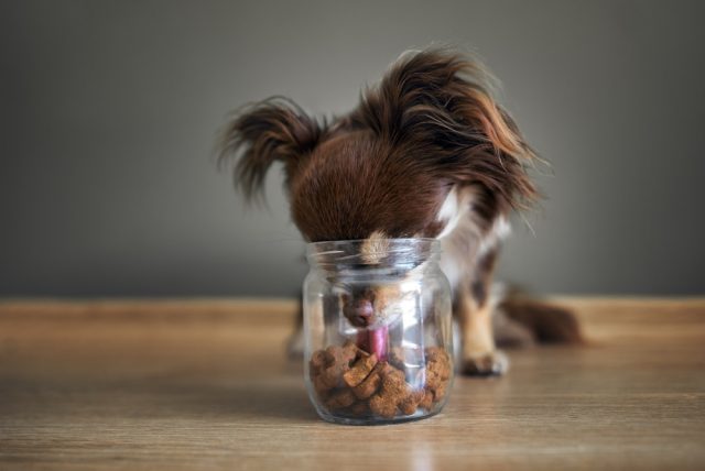 Chihuahua with face in a jar of common dog treats