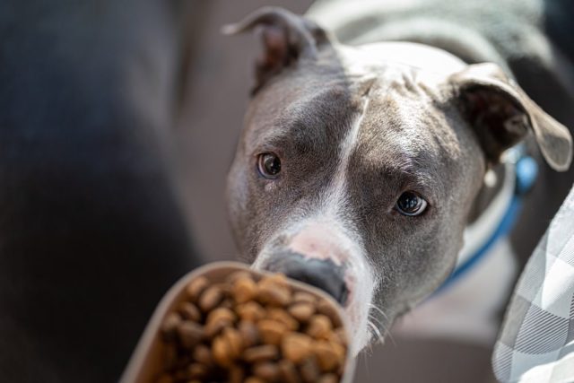 Beautiful Pit Bull sniffing a scoop of dry dog food