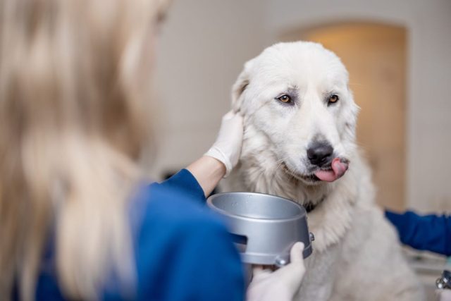 A large white dog with his ears pinned, licking its lips and turning away as a veterinarian offers him a bowl of food