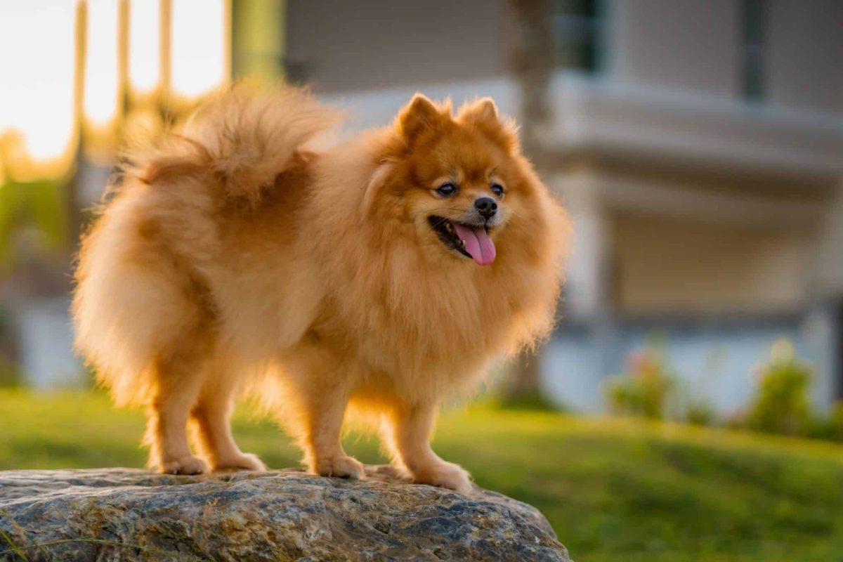 Pomeranian with fluffy coat and confident vocal stance