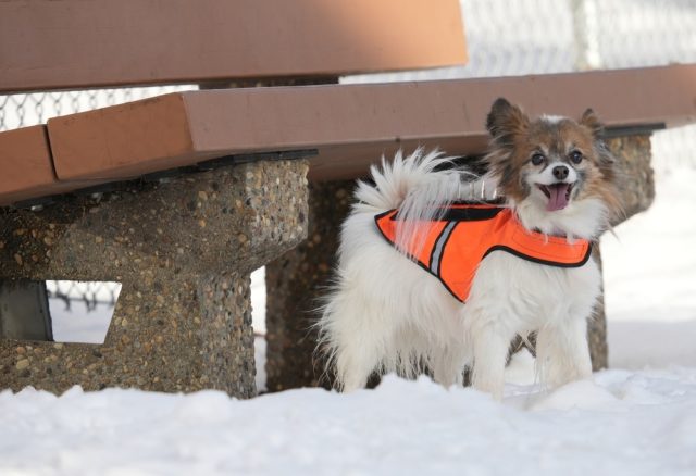 Happy,Small,Dog,In,Coyote,Vest