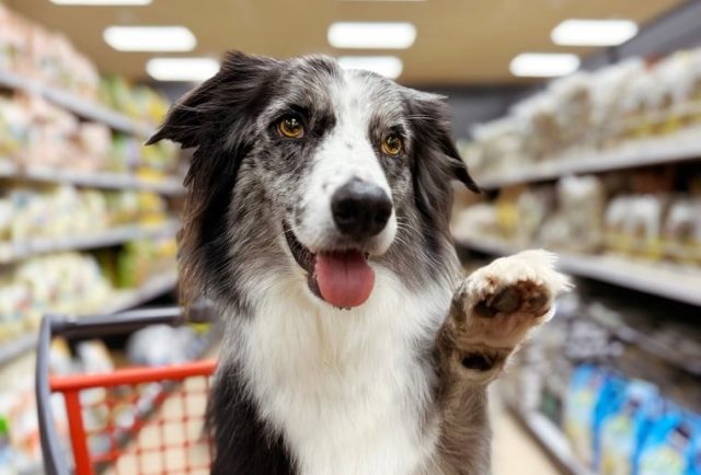 Dog in shopping cart at a pet store dog food aisle