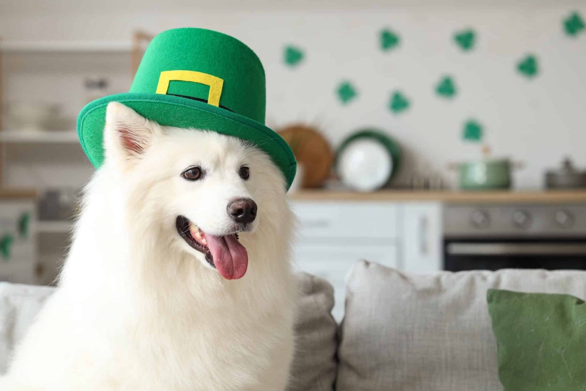 Samoyed fluffy smile showing bright and joyful adorable personality