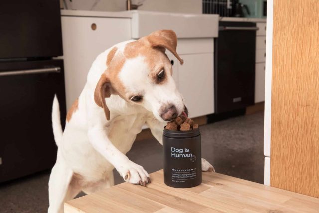 A white and brown Beagle-type dog standing with paws on a wood table and licking an open jar of Dog Is Human multivitamin soft chews