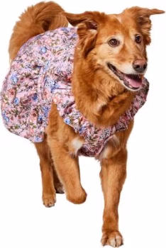 Frisco Ruffle Sleeve Dog & Cat Dress