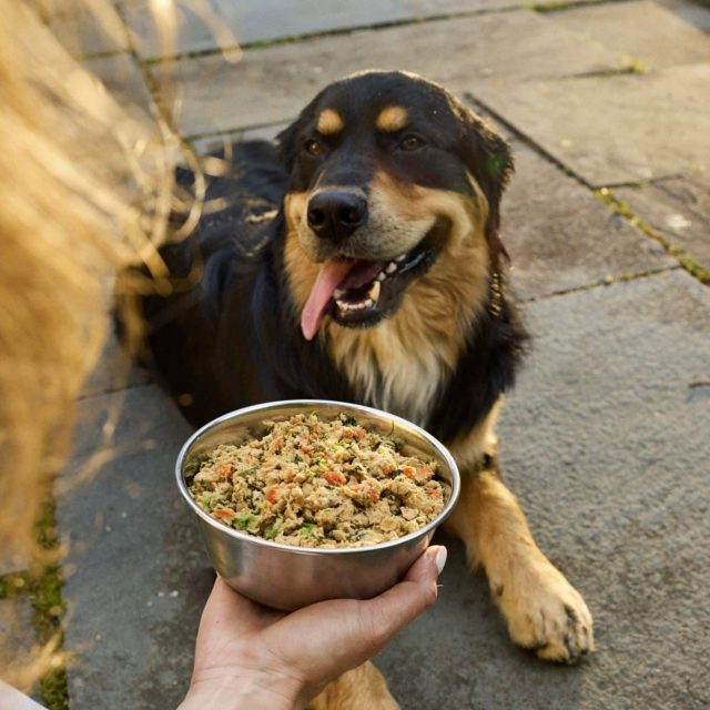 A black and tan long-haired dog laying in the sunlight while a woman offers him a metal bowl of The Farmer's Dog fresh dog food.