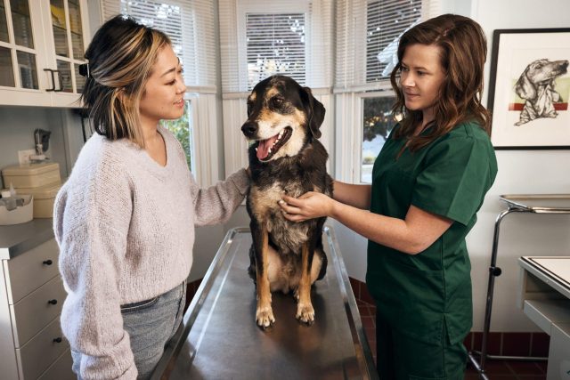 A female dog owner and a veterinarian stand on either side of a black and tan senior dog sitting on a metal exam table.