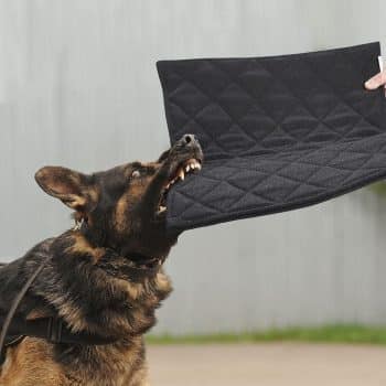 MABOZOO Indestructible Dog Beds