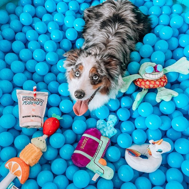 An Australian Shepherd dog playing in a pit of blue balls with pool-themed BarkBox toys all around