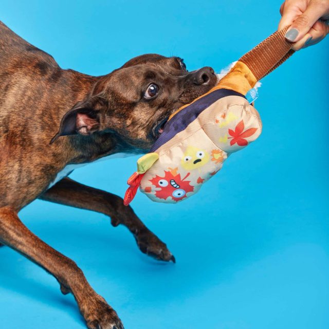 closeup of a brindle mixed breed dog playing tug of war with a BarkBox Super Chewer toy