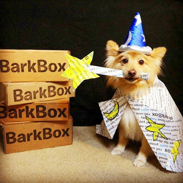 A tan Pomeranian dog wearing a blue and white wizard's cap and a cape made out of BarkBox tissue paper, holding a wand in its mouth and sitting beside a stack of BarkBox cardboard boxes