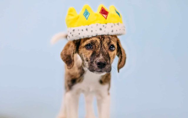 A brindle and white mixed breed puppy is wearing a stuffed toy crown from BarkBox on it's head against a pale blue background