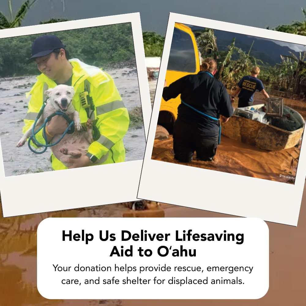 Help Pets and Families Affected by Flooding in Oʻahu, Hawaiʻi - DONATE NOW
