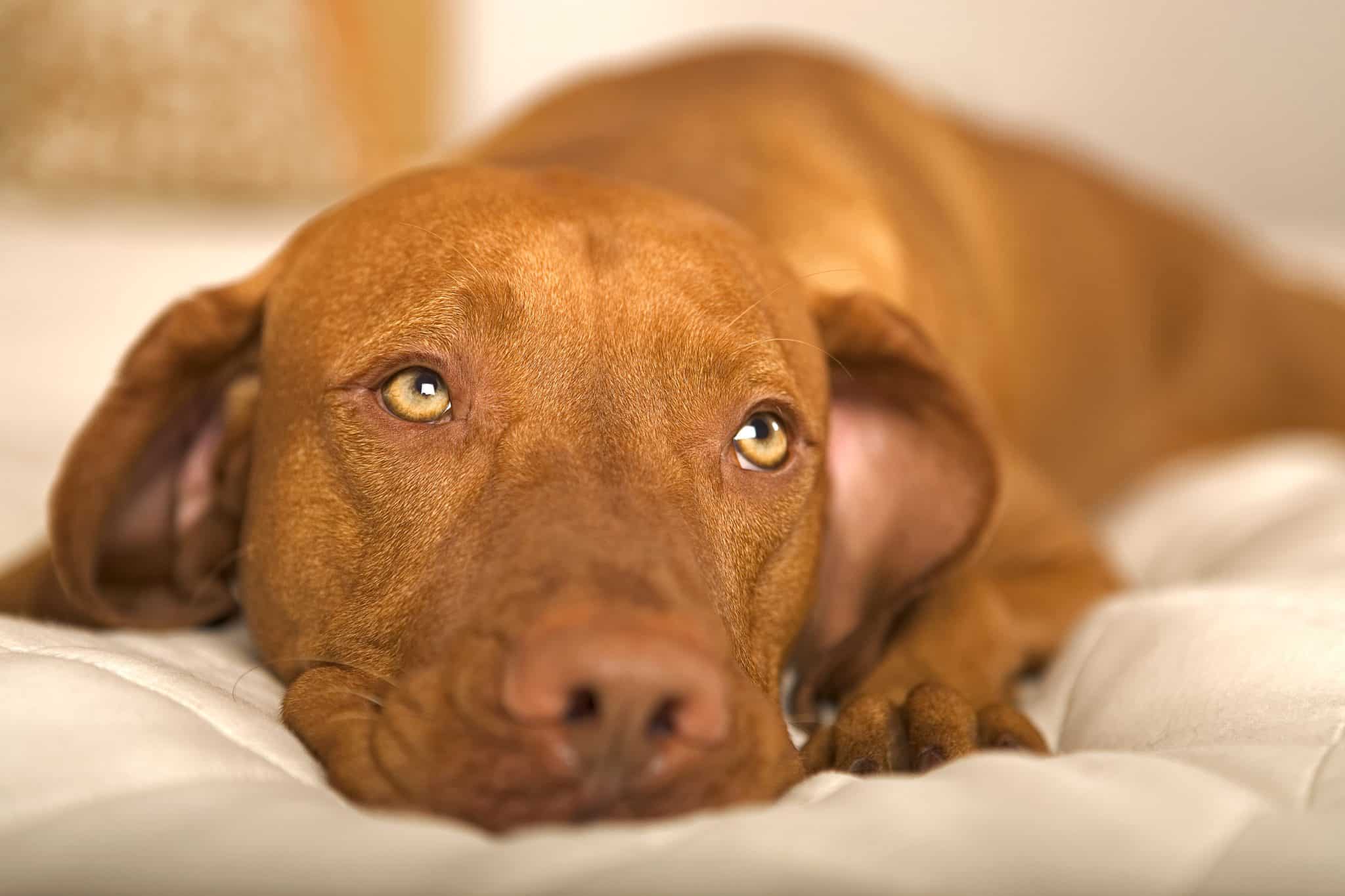 Vizsla dog resting its head on a cushion with a worried, wide-eyed expression.