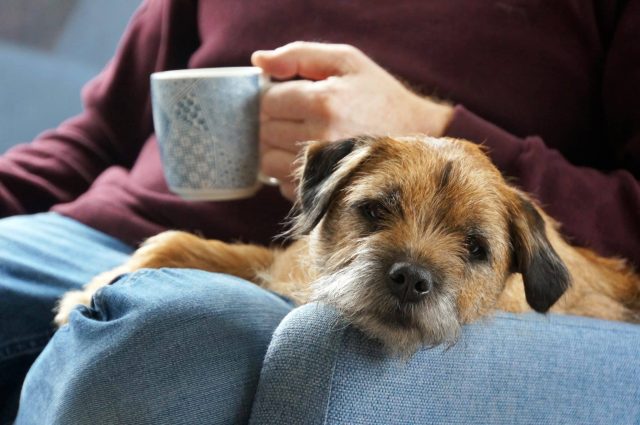 Border terrier resting calmly on the lap of a person drinking coffee on a couch.