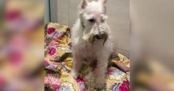 Abandoned Dog