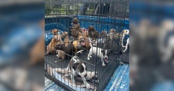 He Stopped At 7-Eleven and Found 16 Abandoned Puppies in the Parking Lot
