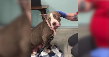 Rescue dog Elsa in shelter