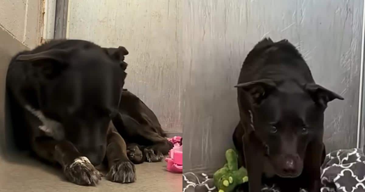 Dog Returned To Shelter After 7 Years Is Too Traumatized to Move, Then Kindness Steps In
