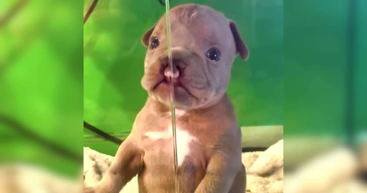 Kids Wrote Essays and Sold Lemonade Just to Bring This Puppy with Cleft Lip Home