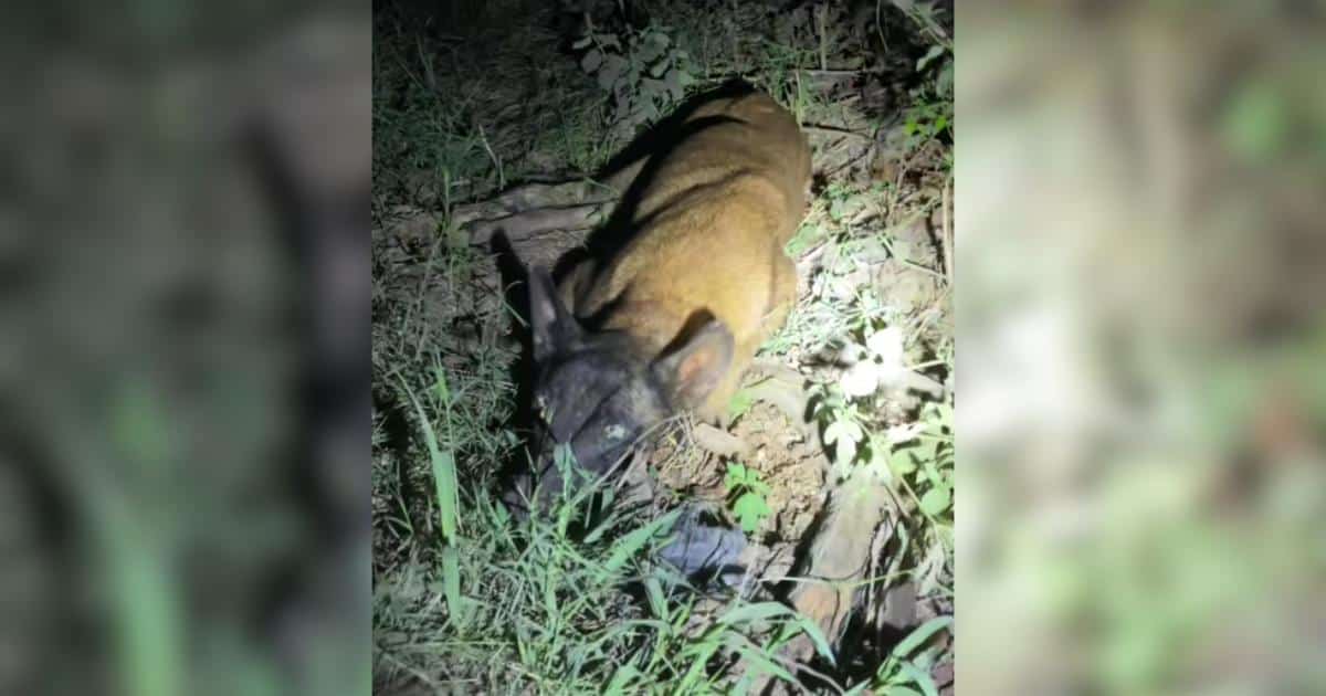 Loyal Dog Waits in Texas Ditch With Paralyzed Friend Until Rescuers Arrive