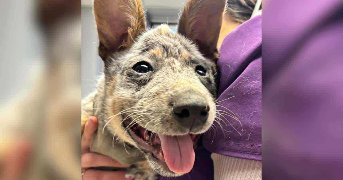 Wobbly Shelter Puppy Keeps Toppling Over And Stealing Hearts