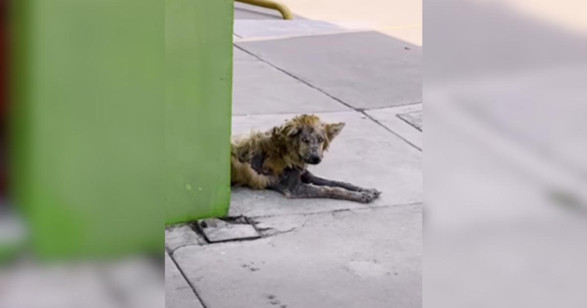 Watch This Rescuer Turn The “Werewolf” Street Dog Into A Teddy Bear