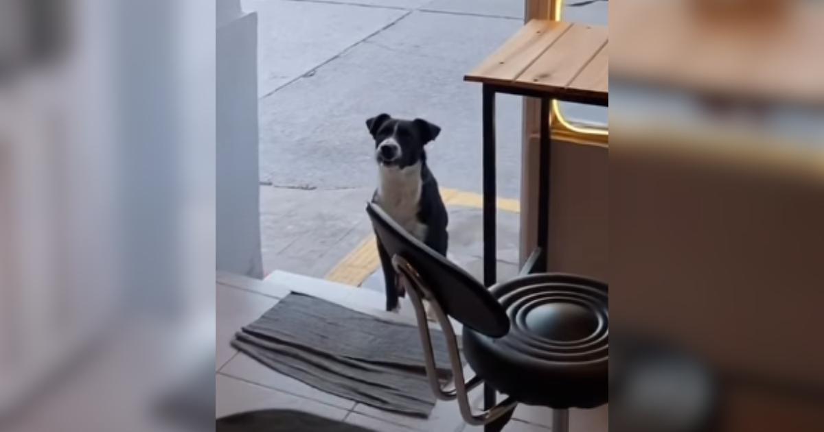 The Most Loyal Customer At This Coffee Shop Is The Cutest Stray Dog