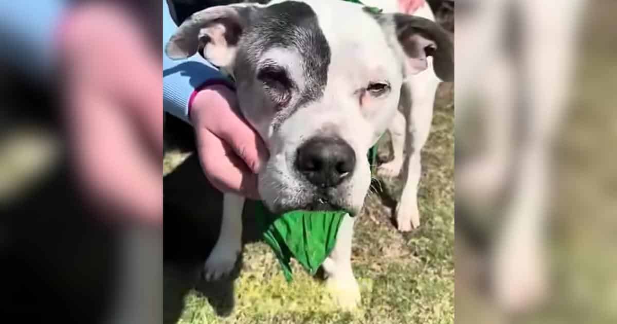 Her Dog Was Stolen in 2015, Then 11 Years Later She Got the Call She Never Stopped Hoping For