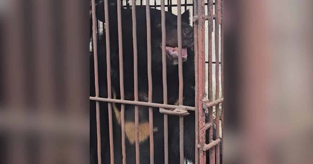 After 27 Years Caged on a Bile Farm, This Bear Finally Sees the Sky