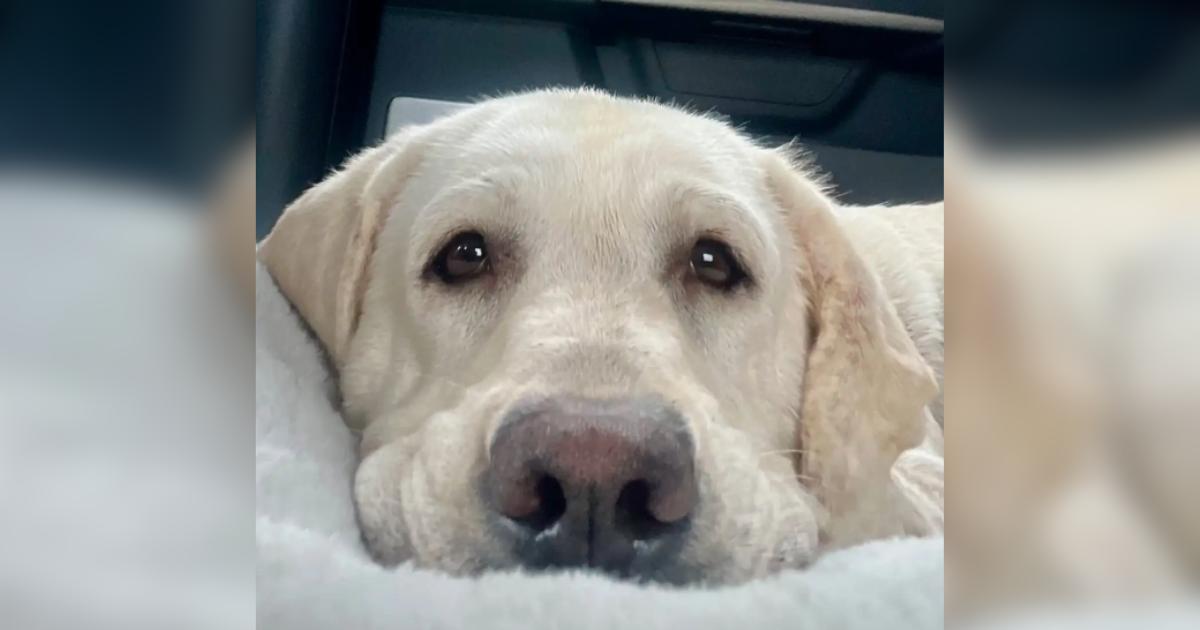 Cross-State Rescue Mission For One Dog Leads To Unexpected Sister Reunion