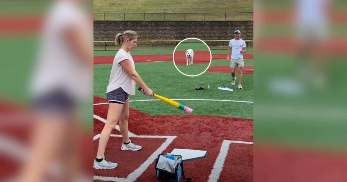 Athletic Dog Makes A Catch So Good, People Want Him In The Big Leagues