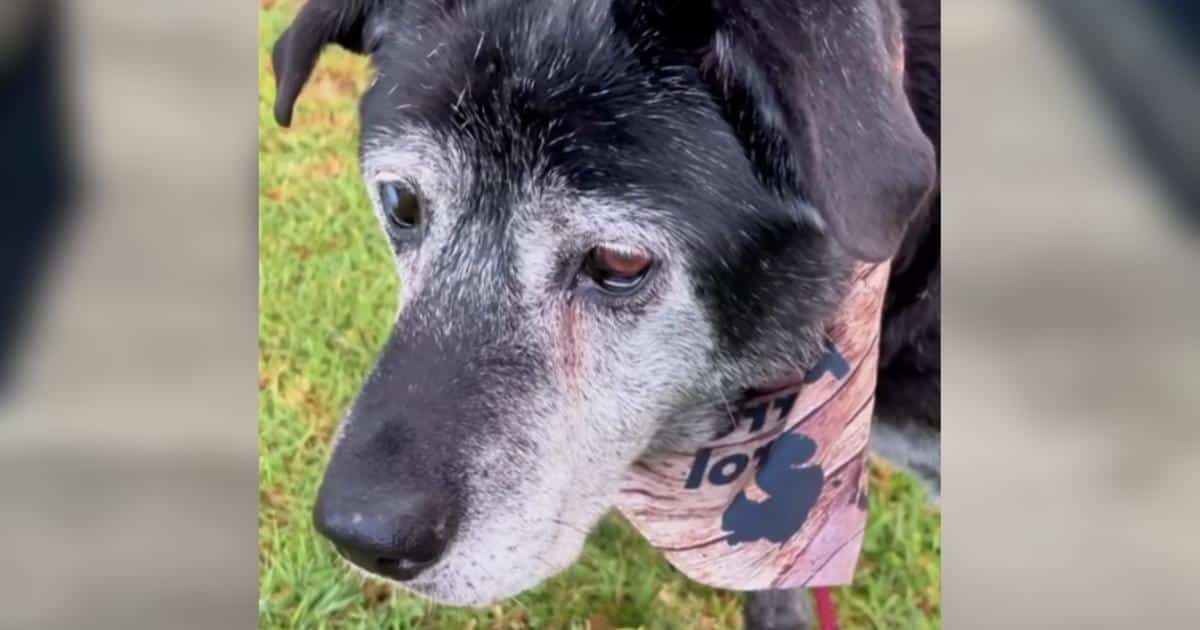 Senior Dog Surrendered With Cancer Was Running Out of Time, Then One Man Stepped In