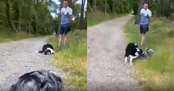 Border Collie and Australian Shepherd on trail