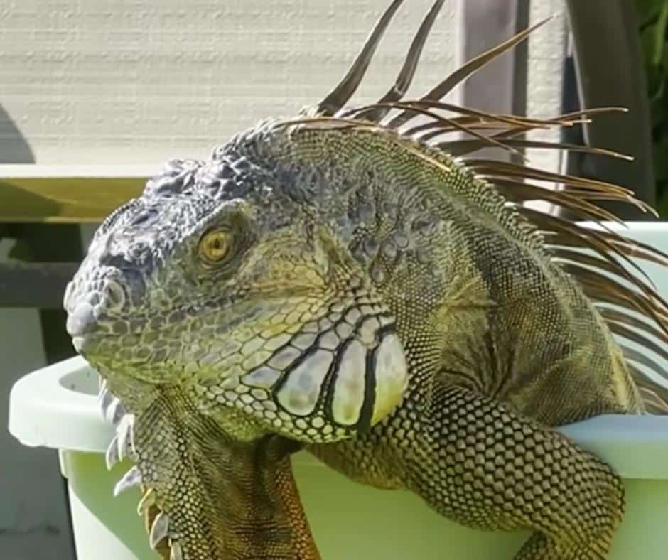 Iguana basking